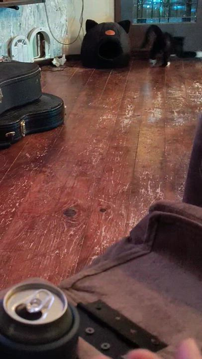 Enlarge Joanie, a Adoptable Tuxedo in Oswego, NY video 4/4