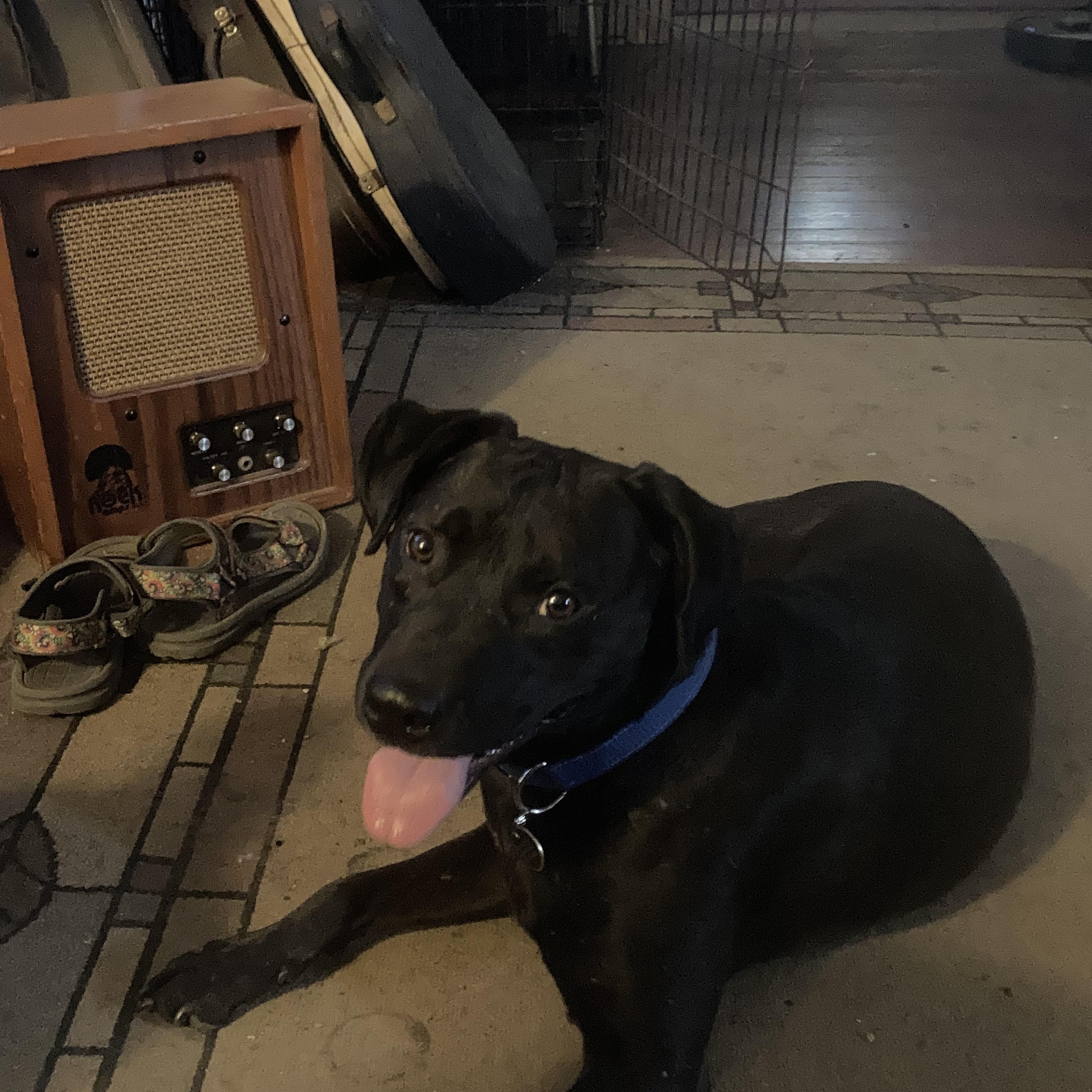 Enlarge Midnight 2, a Adoptable mixed breed in Claremont, CA image 2/6