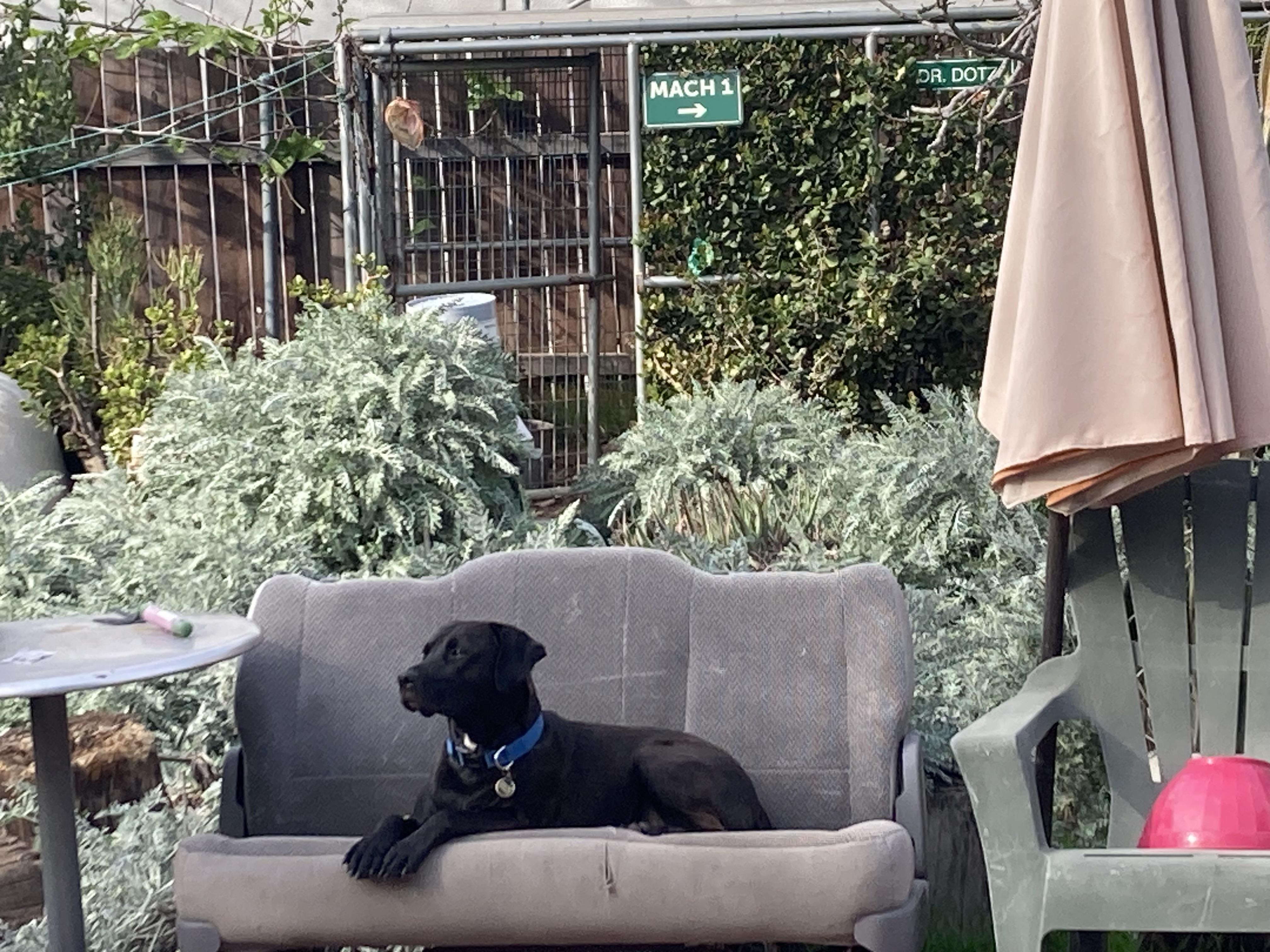 Enlarge Midnight 2, a Adoptable mixed breed in Claremont, CA image 1/6