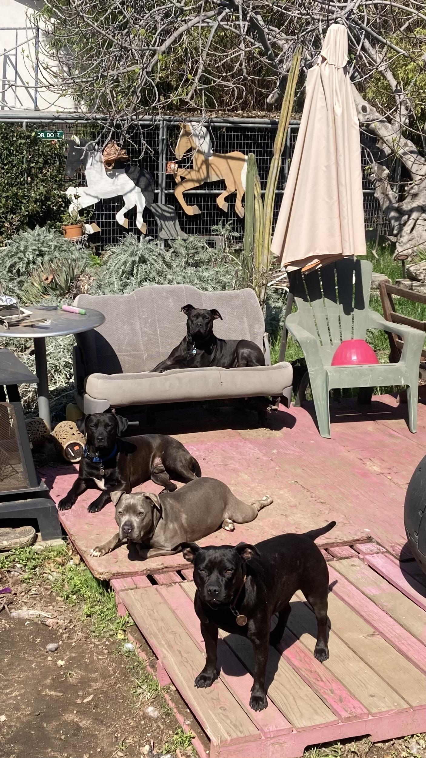 Enlarge Midnight 2, a Adoptable mixed breed in Claremont, CA image 5/6