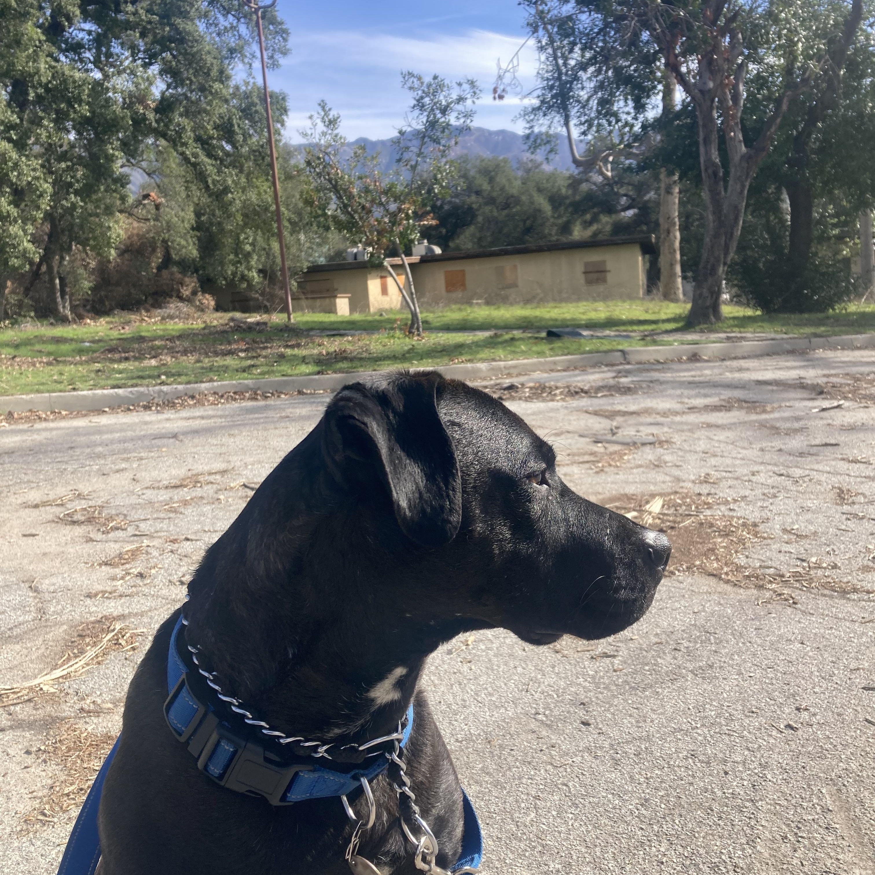 Midnight 2, Adoptable, Young Male Black Labrador Retriever & American Staffordshire Terrier.