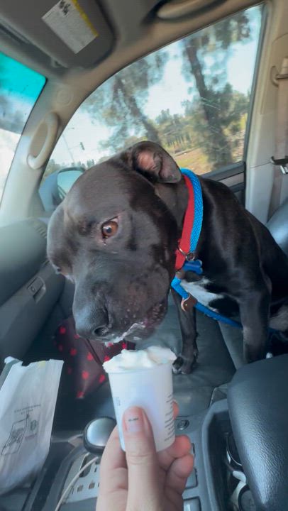 Enlarge Midnight 2, a Adoptable mixed breed in Claremont, CA video 3/6