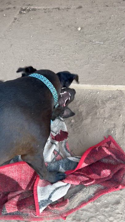 Enlarge Midnight 2, a Adoptable mixed breed in Claremont, CA video 4/6