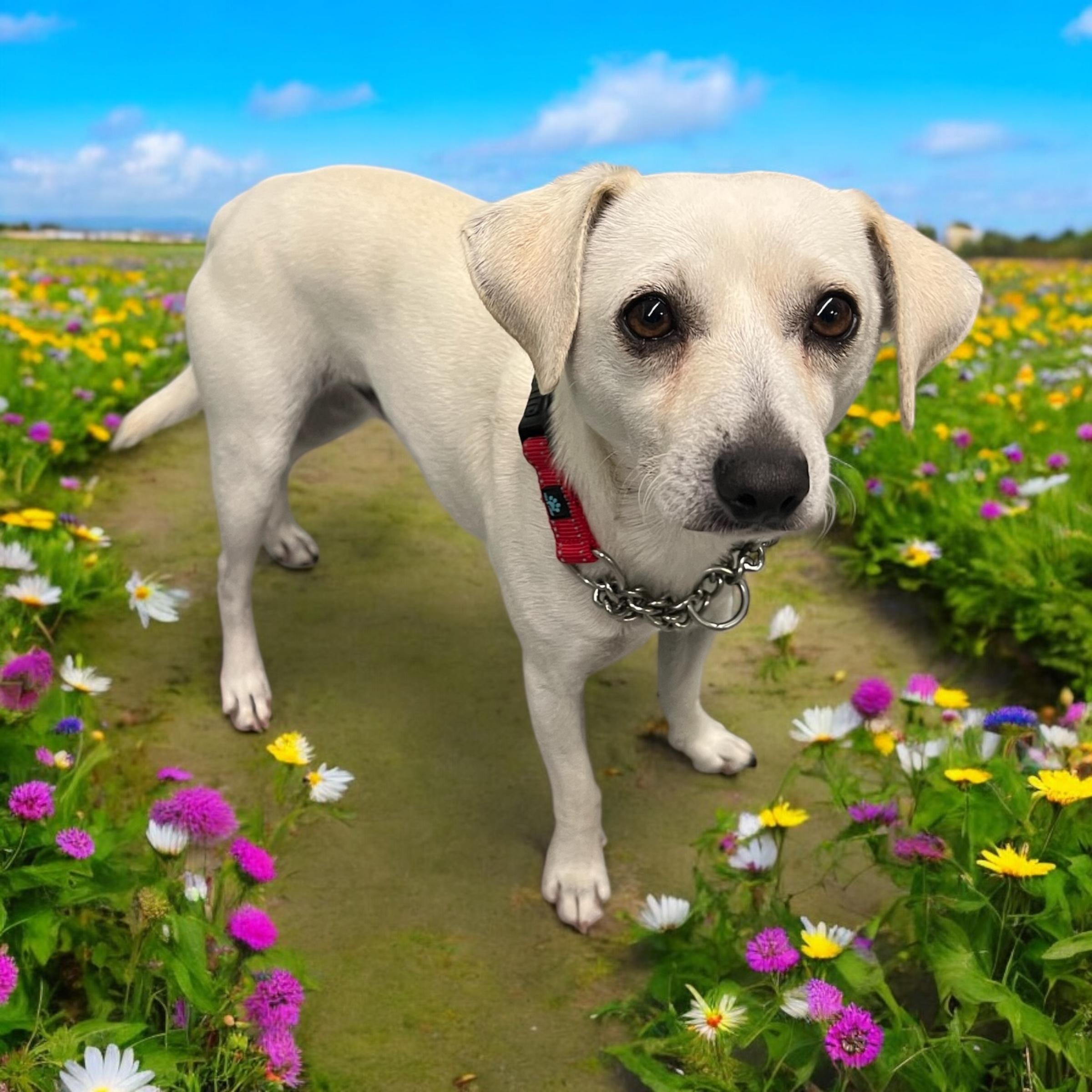 Frosty, an adoptable Miniature Bull Terrier, Beagle in Anchorage, AK, 99507 | Photo Image 1