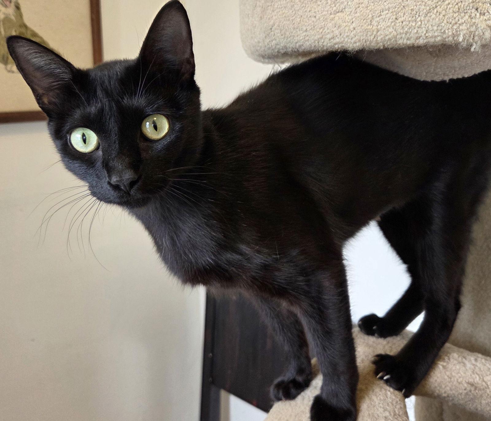 Enlarge Poem - to purr and ponder, a Adoptable mixed breed in San Luis Obispo, CA image 1/1