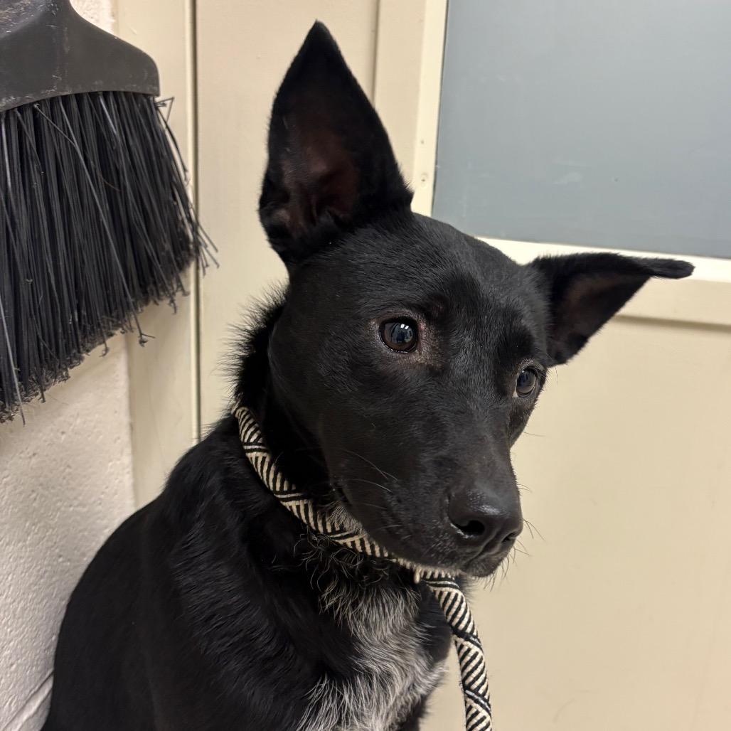 Draco, Adoptable, Adult Male Mixed Breed.