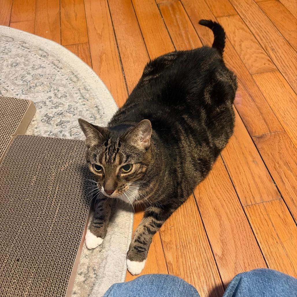 Ricki, Adoptable, Senior Female Domestic Short Hair.