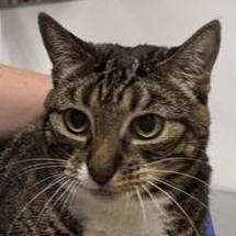 Enlarge Ricki, a Adoptable Domestic Short Hair in New York, NY image 2/6