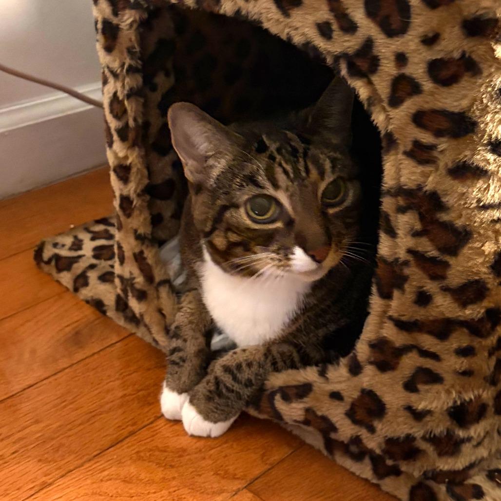 Enlarge Ricki, a Adoptable Domestic Short Hair in New York, NY image 3/6