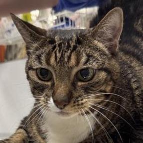 Enlarge Ricki, a Adoptable Domestic Short Hair in New York, NY image 4/6