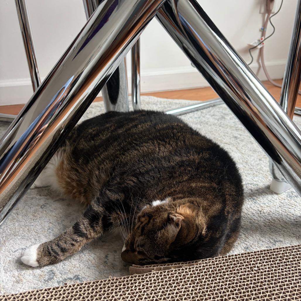 Enlarge Ricki, a Adoptable Domestic Short Hair in New York, NY image 5/6