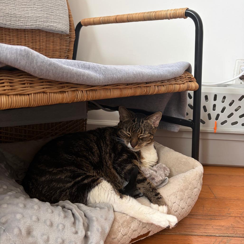 Enlarge Ricki, a Adoptable Domestic Short Hair in New York, NY image 6/6