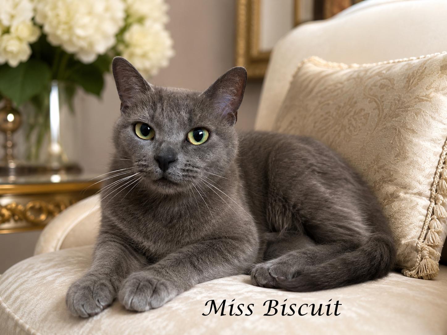 Miss BISCUIT, ADOPTABLE, Adult Female Russian Blue.