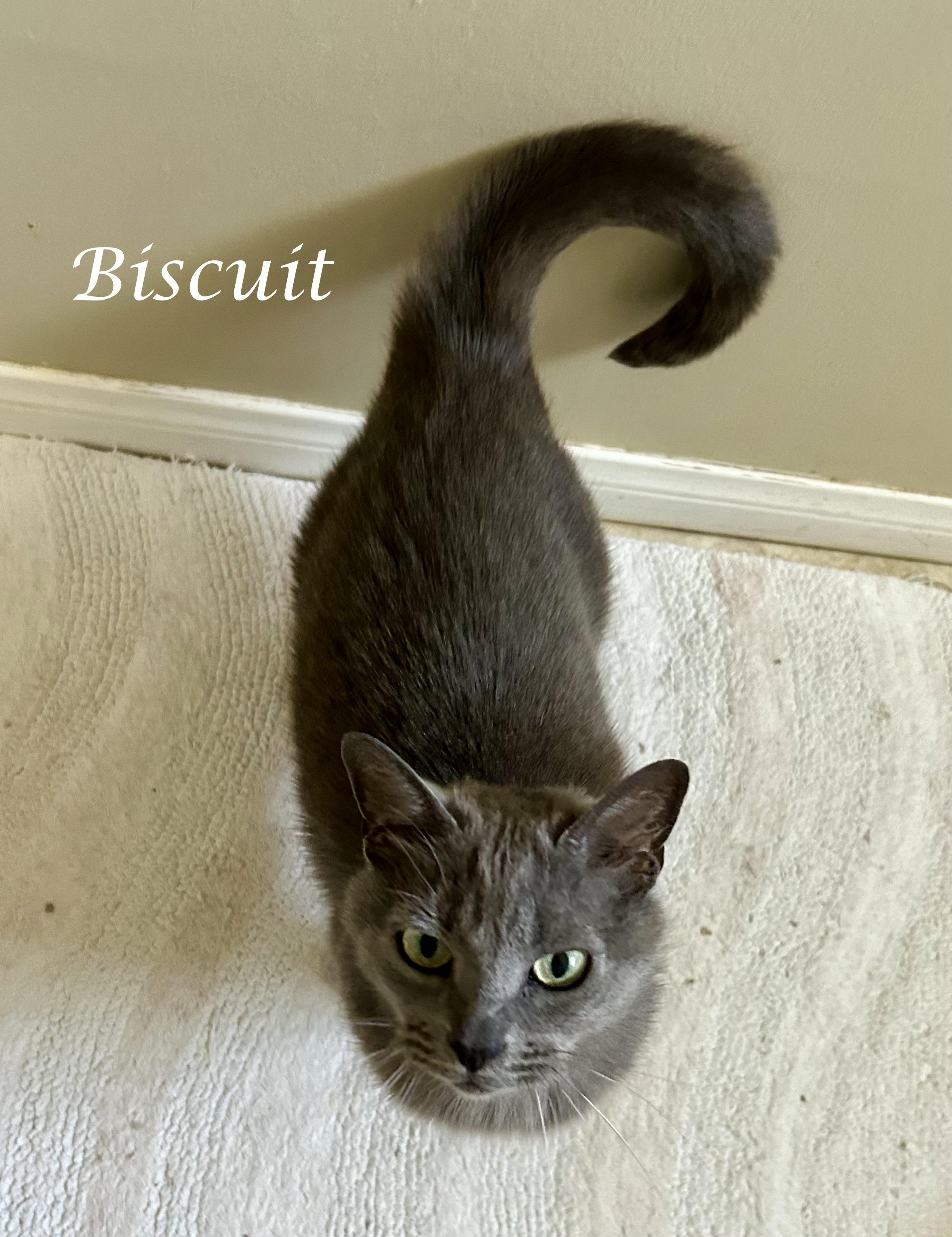 Enlarge Miss BISCUIT, a ADOPTABLE mixed breed in Monrovia, CA image 4/5