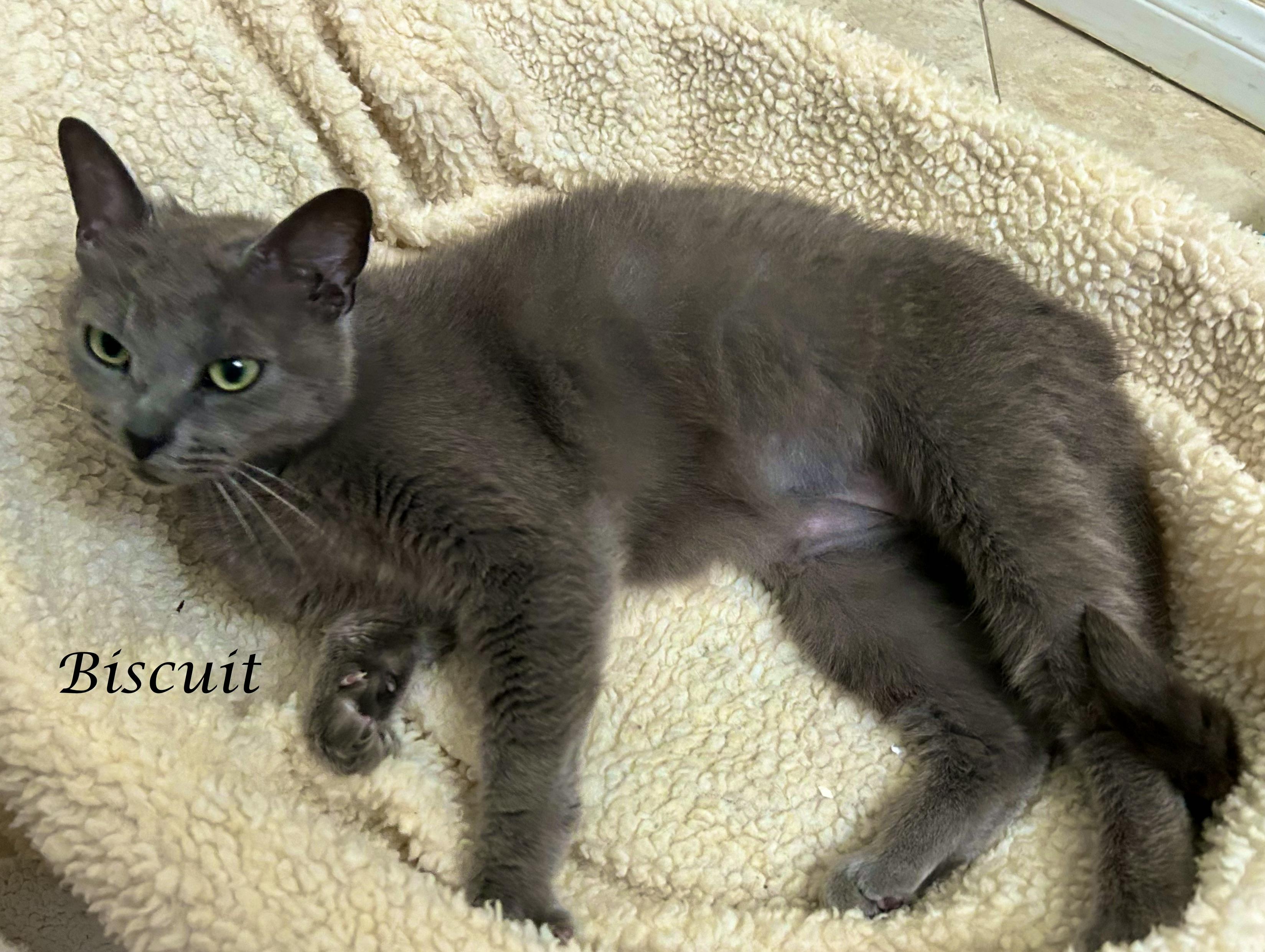 Enlarge Miss BISCUIT, a ADOPTABLE mixed breed in Monrovia, CA image 2/5