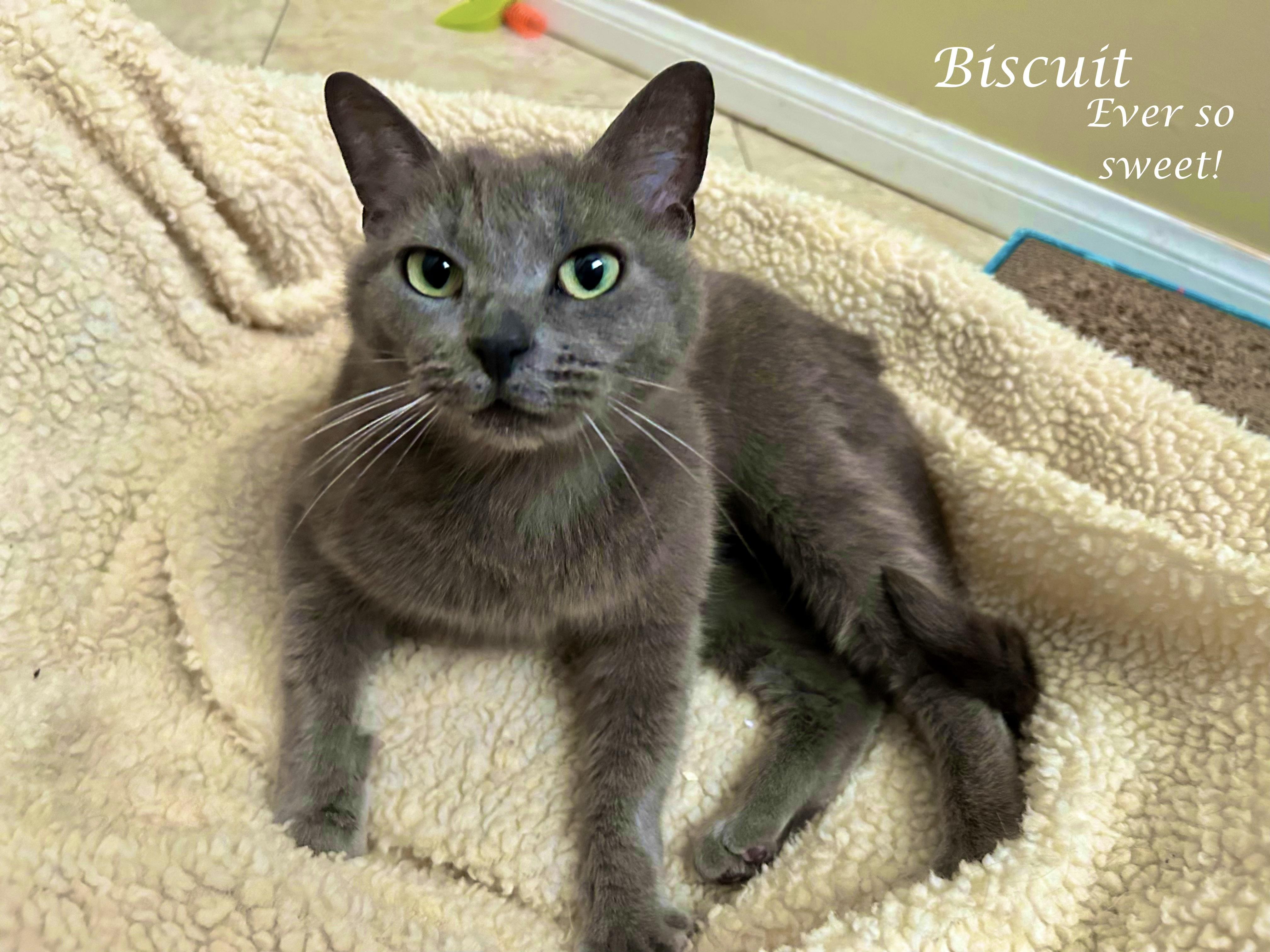 Enlarge Miss BISCUIT, a ADOPTABLE mixed breed in Monrovia, CA image 3/5