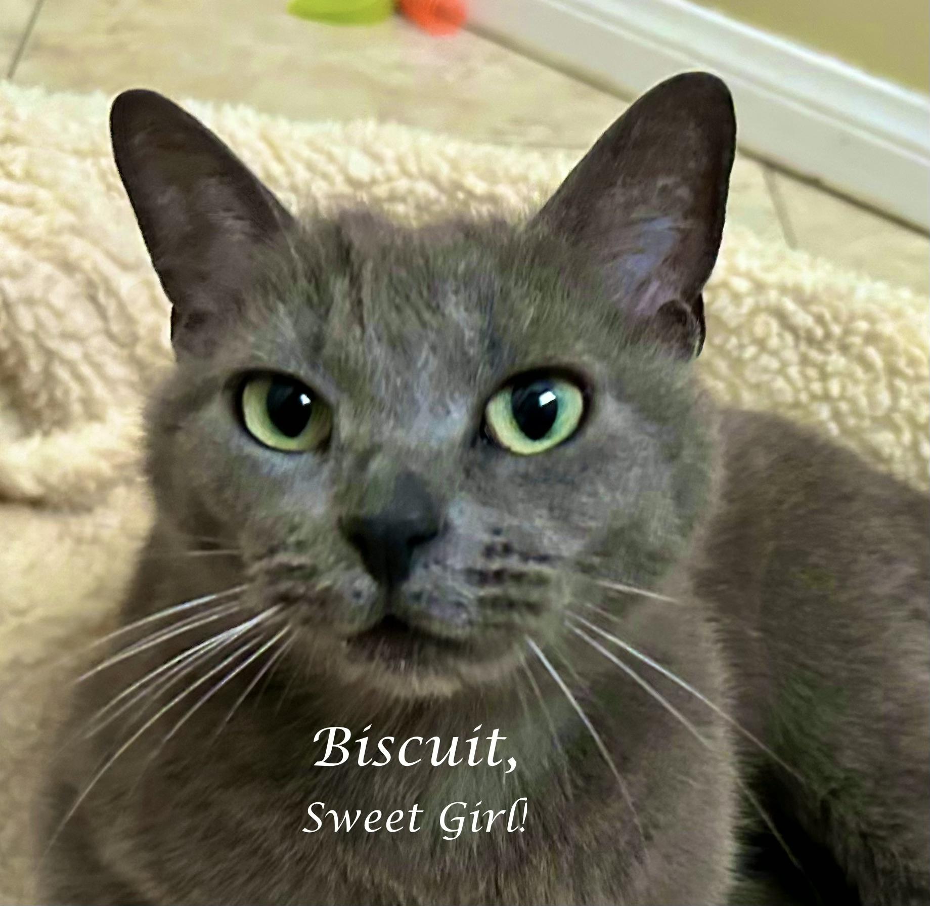 Miss BISCUIT, ADOPTABLE, Adult Female Russian Blue.