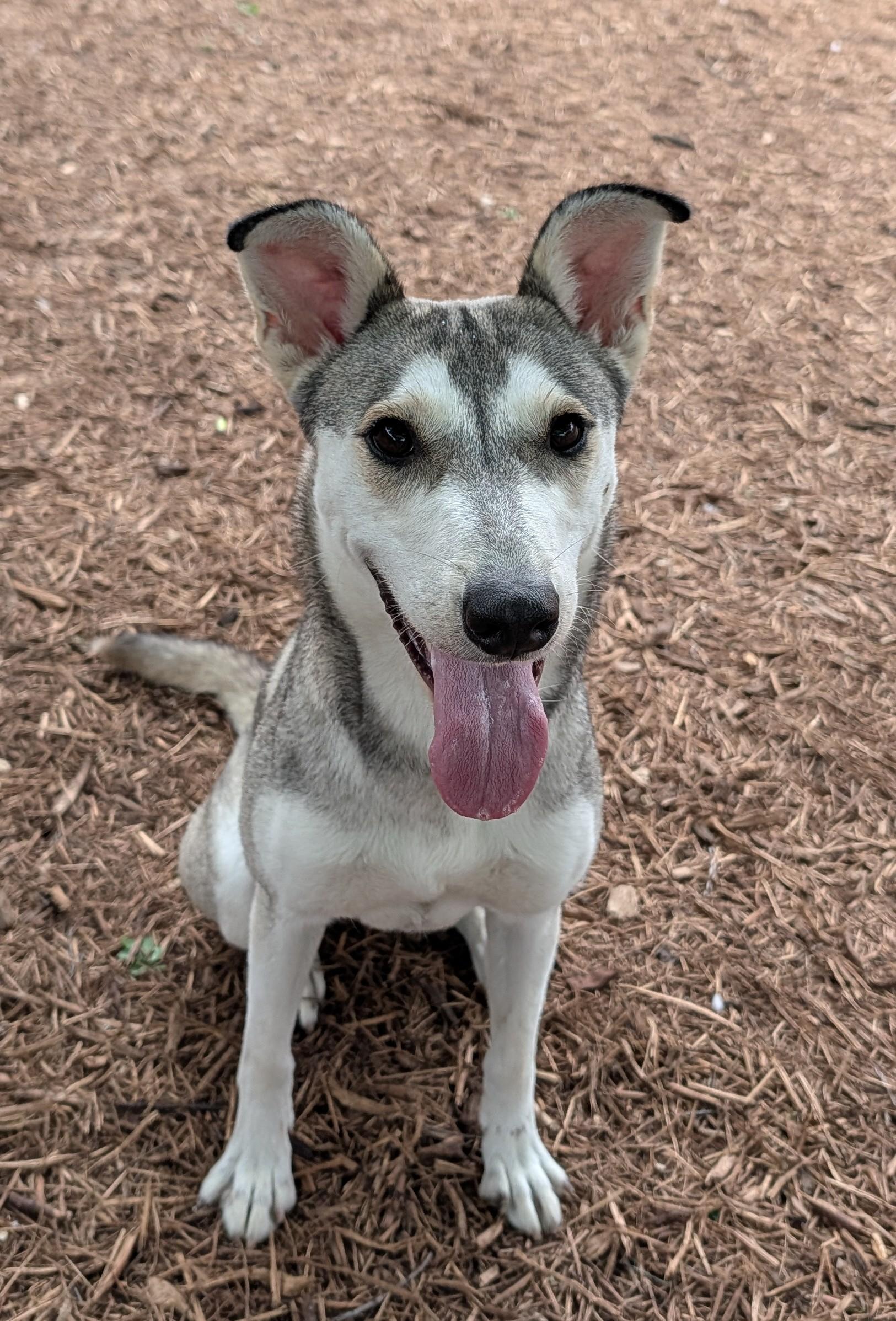 Ruby* A216202, ADOPTABLE, Young Female Siberian Husky.