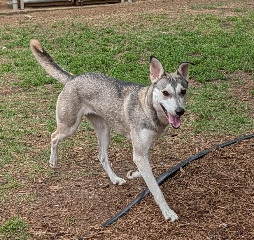 Ruby* A216202, a ADOPTABLE mixed breed in Plano, TX image 3/6