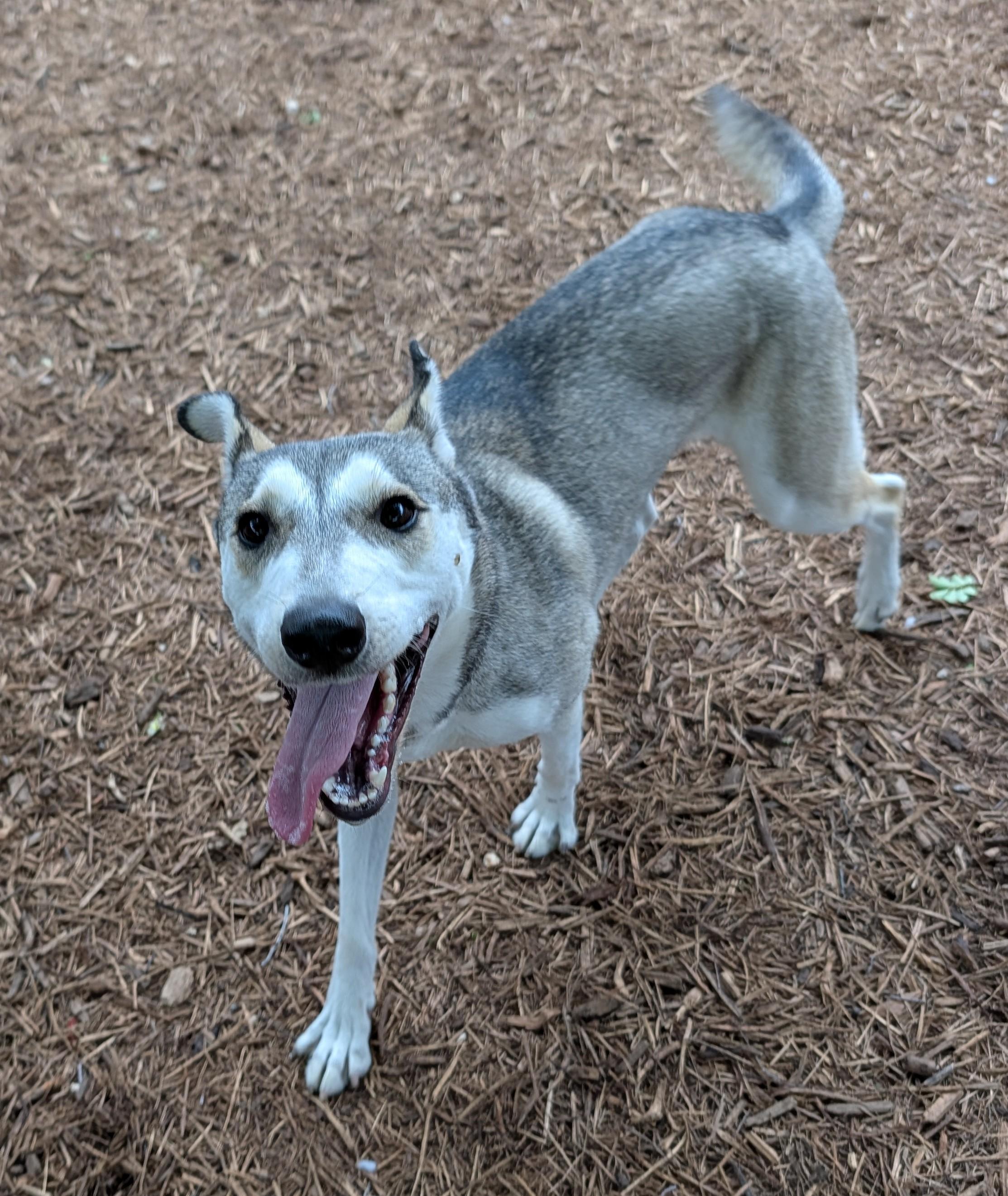 Ruby* A216202, a ADOPTABLE mixed breed in Plano, TX image 5/6