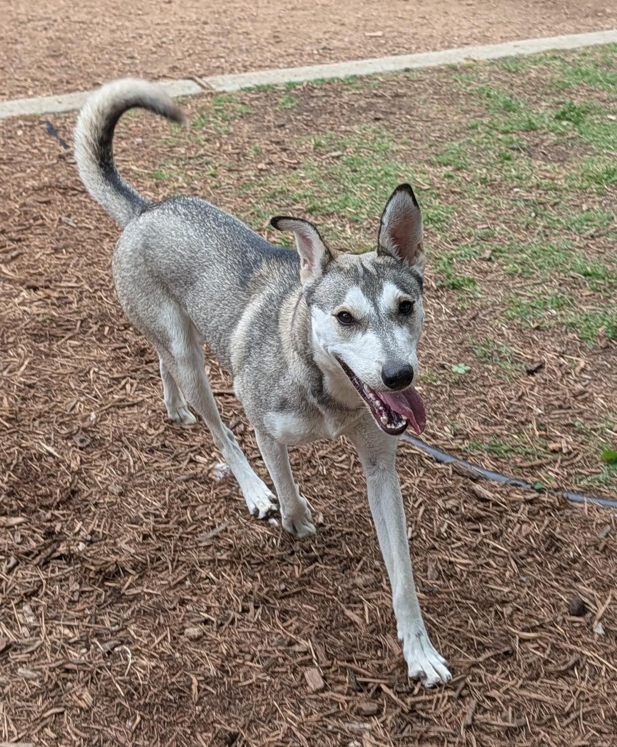 Ruby* A216202, a ADOPTABLE mixed breed in Plano, TX image 4/6