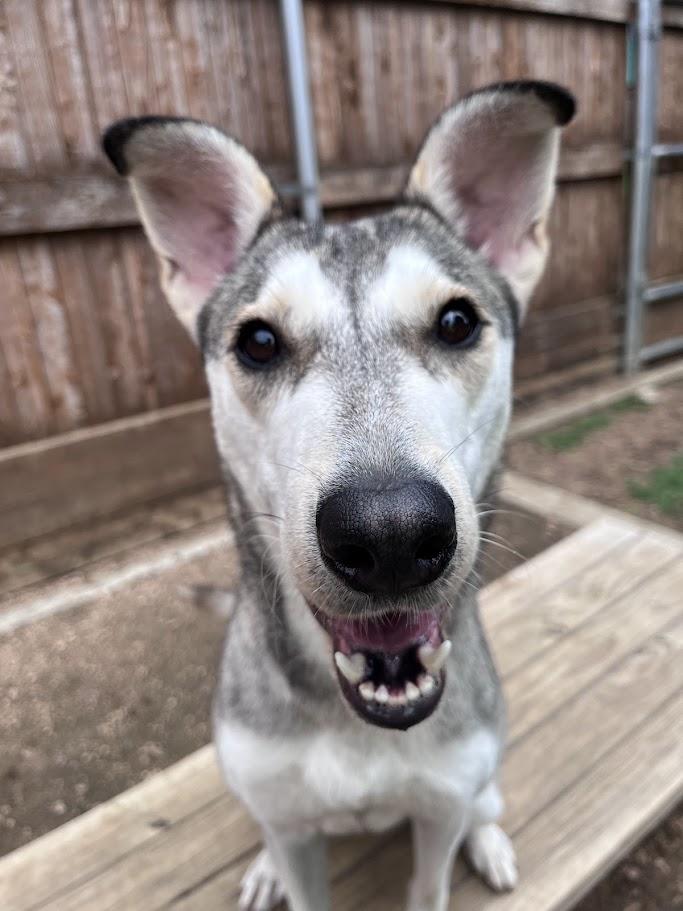 Ruby* A216202, a ADOPTABLE mixed breed in Plano, TX image 2/6