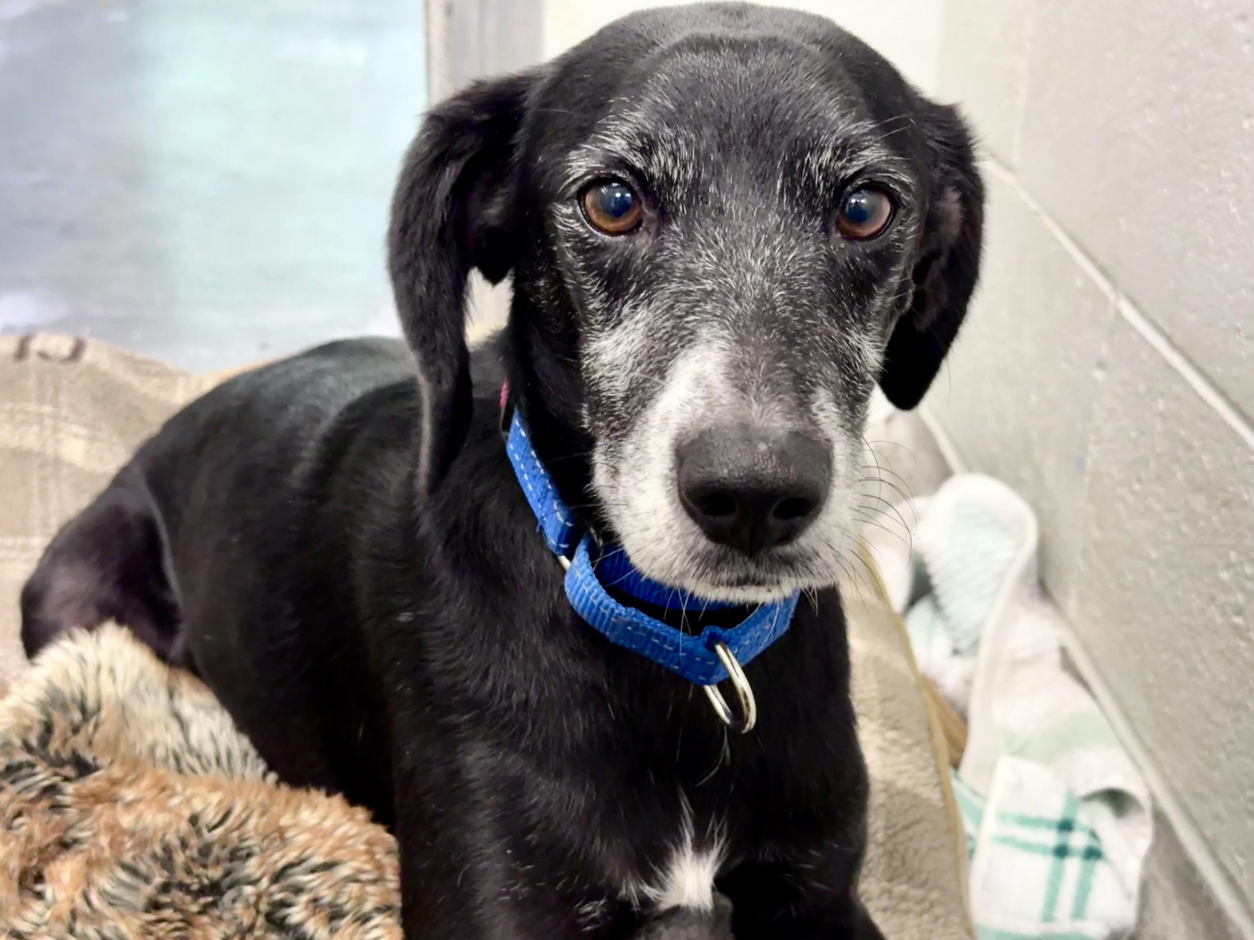 Luther, Adoptable, Adult Male Mixed Breed.
