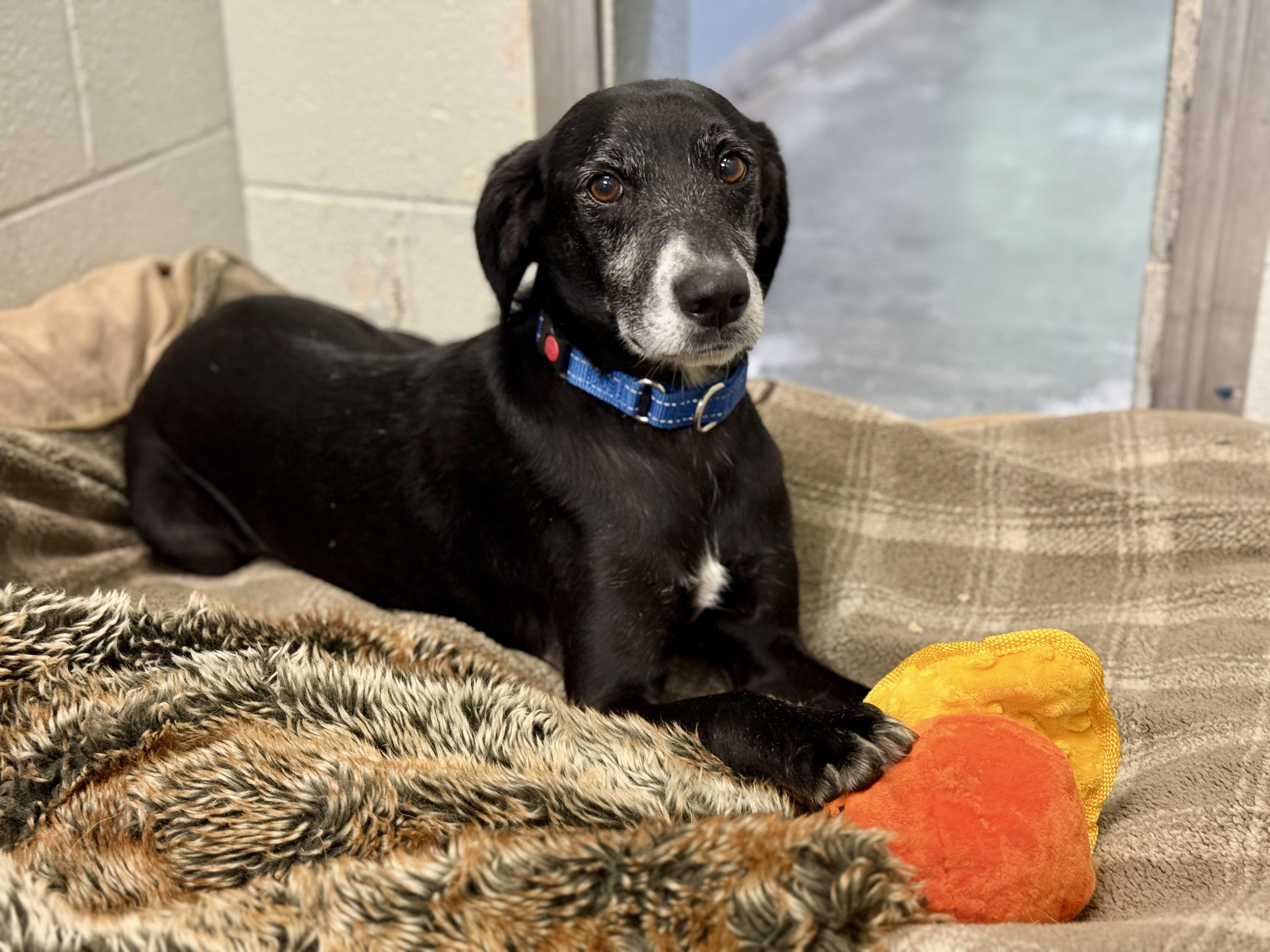 Enlarge Luther, a Adoptable Mixed Breed in Sudbury, MA image 3/5