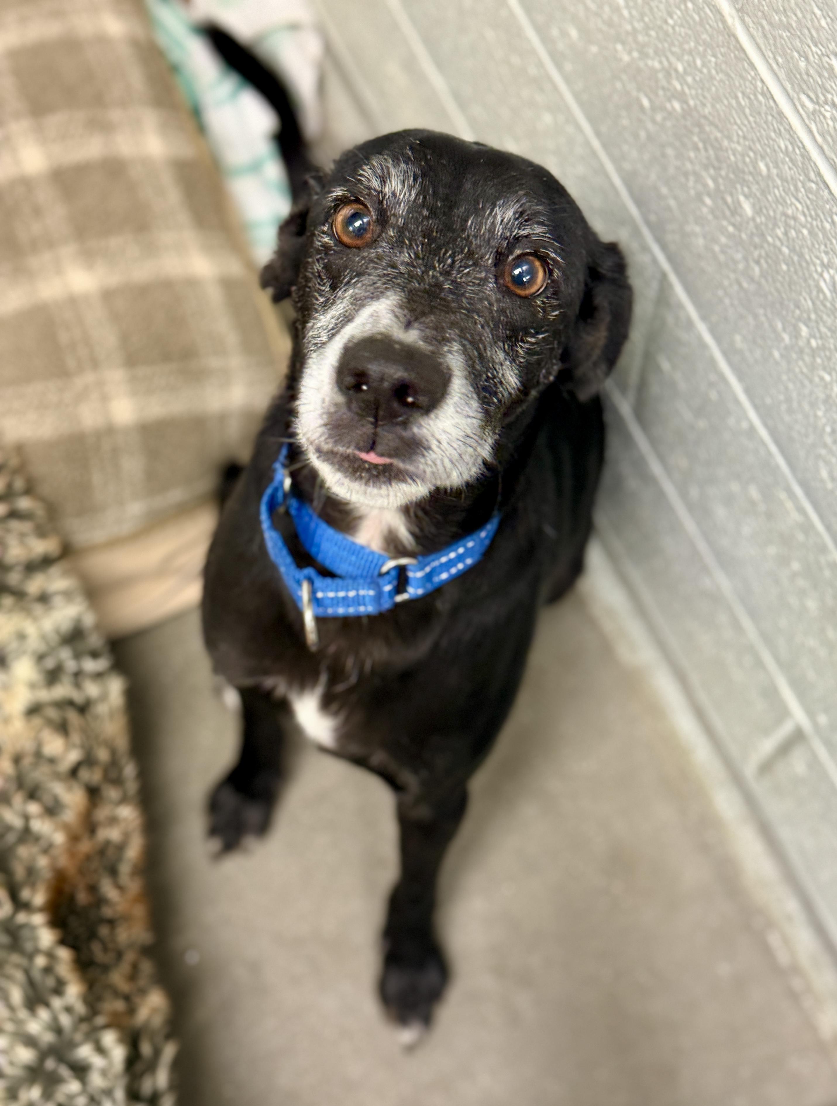 Enlarge Luther, a Adoptable Mixed Breed in Sudbury, MA image 4/5