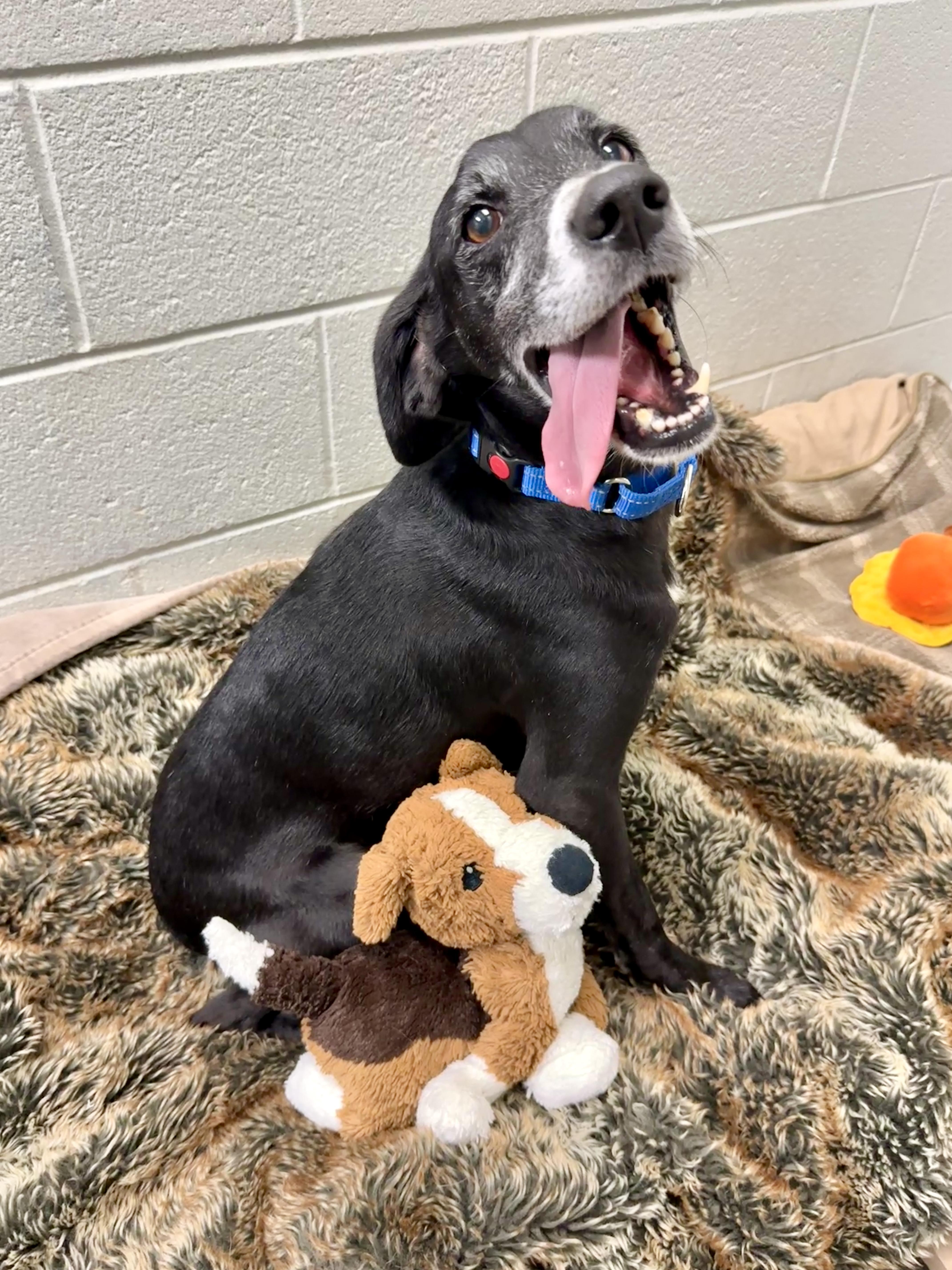 Enlarge Luther, a Adoptable Mixed Breed in Sudbury, MA image 5/5
