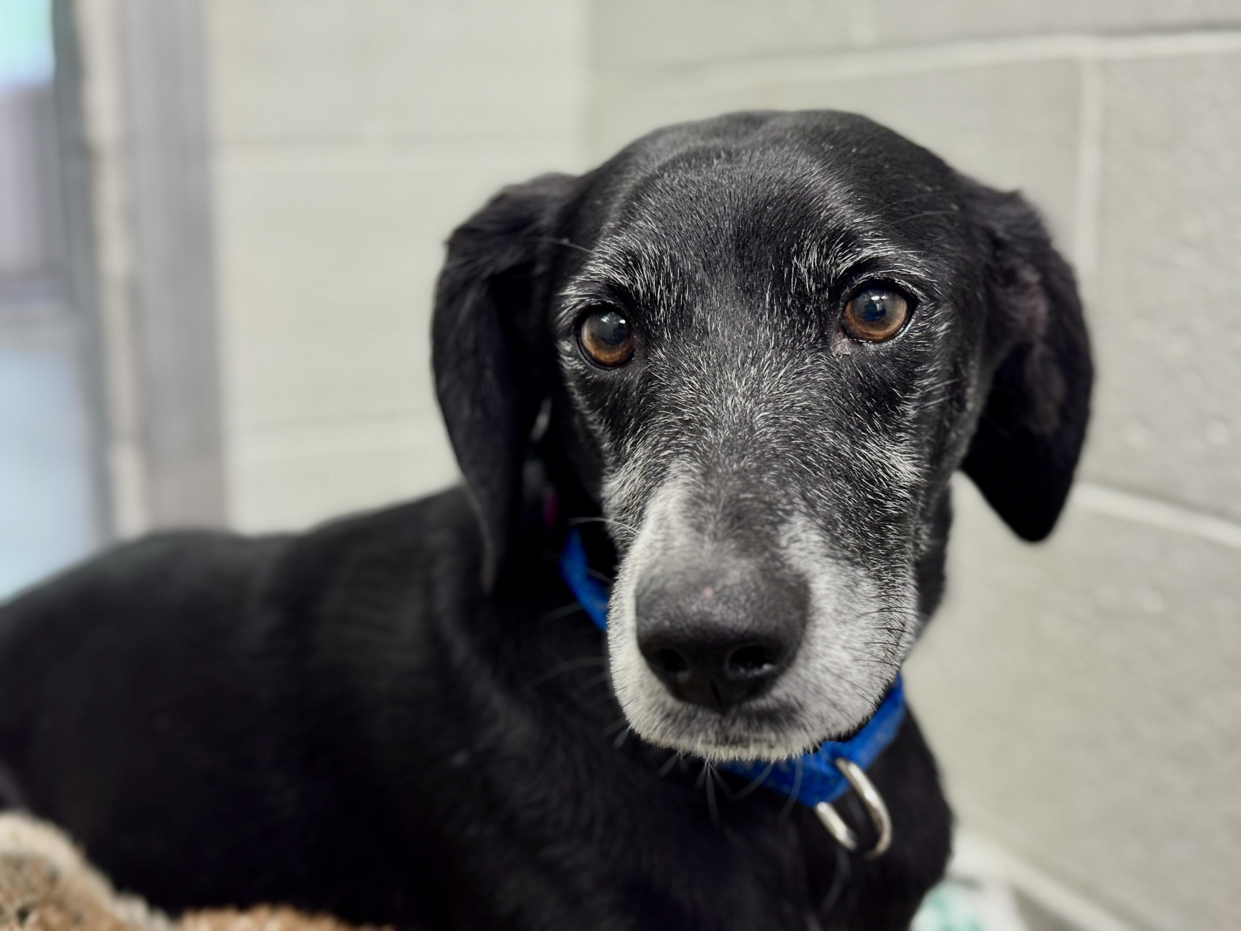 Enlarge Luther, a Adoptable Mixed Breed in Sudbury, MA image 2/5