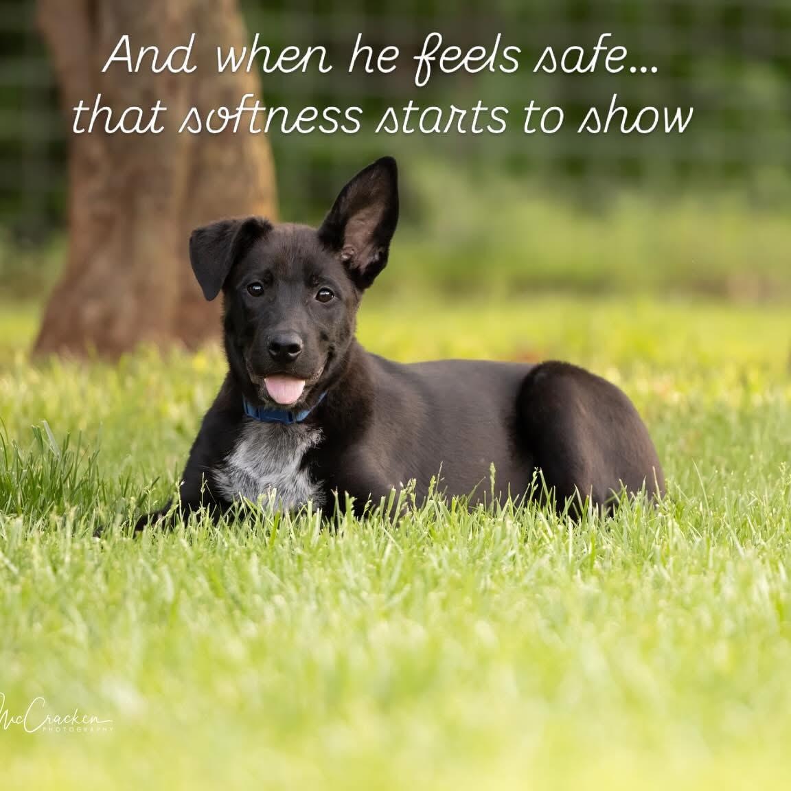 Sammy, a Adoptable mixed breed in Portland, OR image 2/6