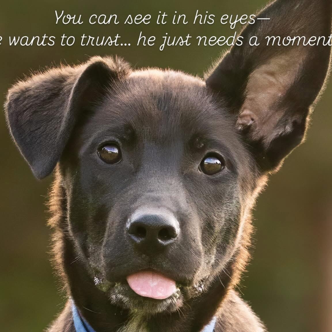 Sammy, a Adoptable mixed breed in Portland, OR image 1/6