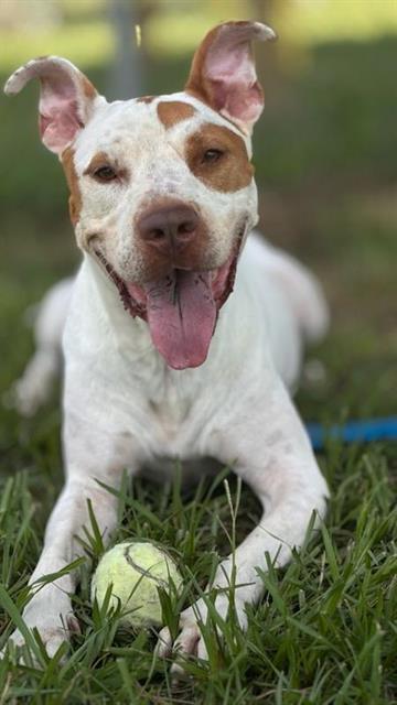LARRY, Adoptable, Adult Male Labrador Retriever & Mixed Breed.