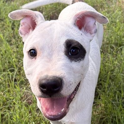 Enlarge Dolph, an adopted mixed breed in Oklahoma City, OK image 2/4