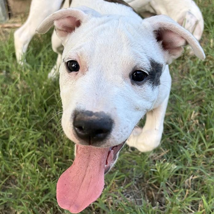 Enlarge Dolph, an adopted mixed breed in Oklahoma City, OK image 3/4