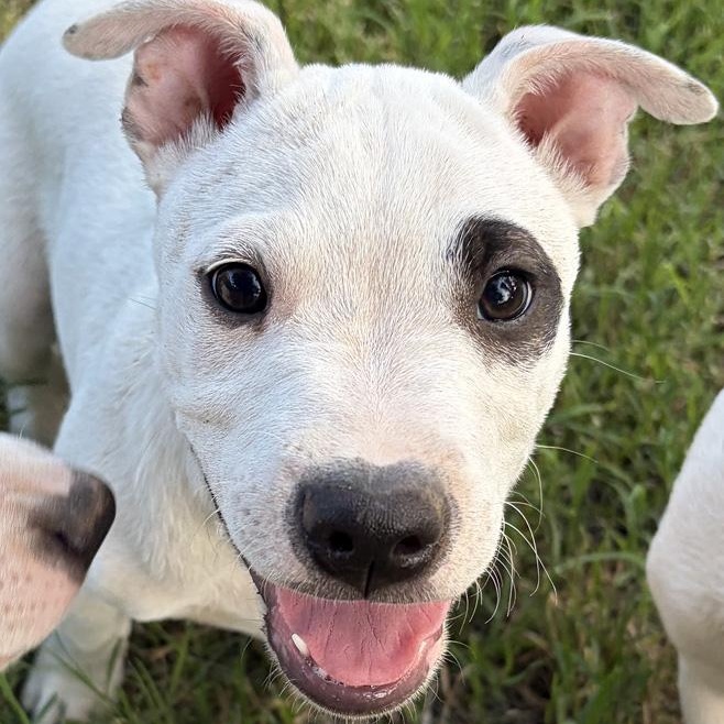 Dolph, adopted, Puppy Male Pit Bull Terrier & Hound.