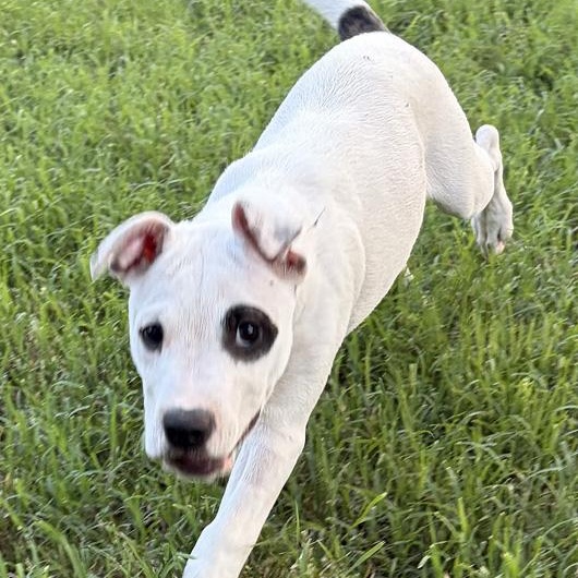 Enlarge Dolph, an adopted mixed breed in Oklahoma City, OK image 4/4