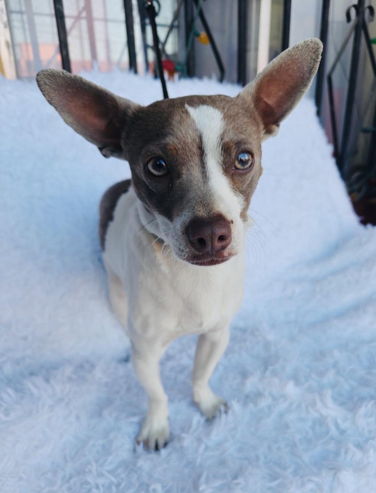 Danny, an adopted mixed breed in Bangor, ME image 2/6