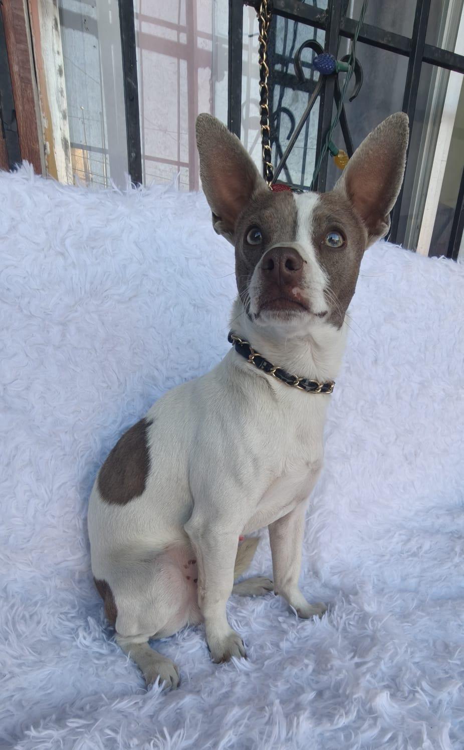 Danny, adopted, Young Male Chihuahua & Mixed Breed.