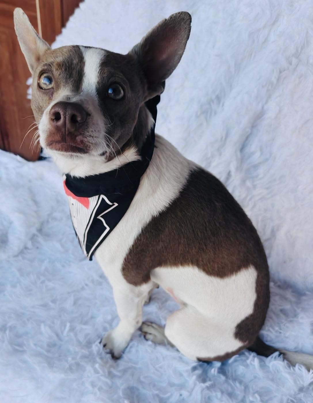 Danny, an adopted mixed breed in Bangor, ME image 4/6