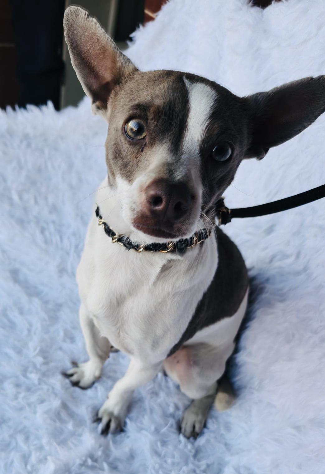 Danny, an adopted mixed breed in Bangor, ME image 3/6