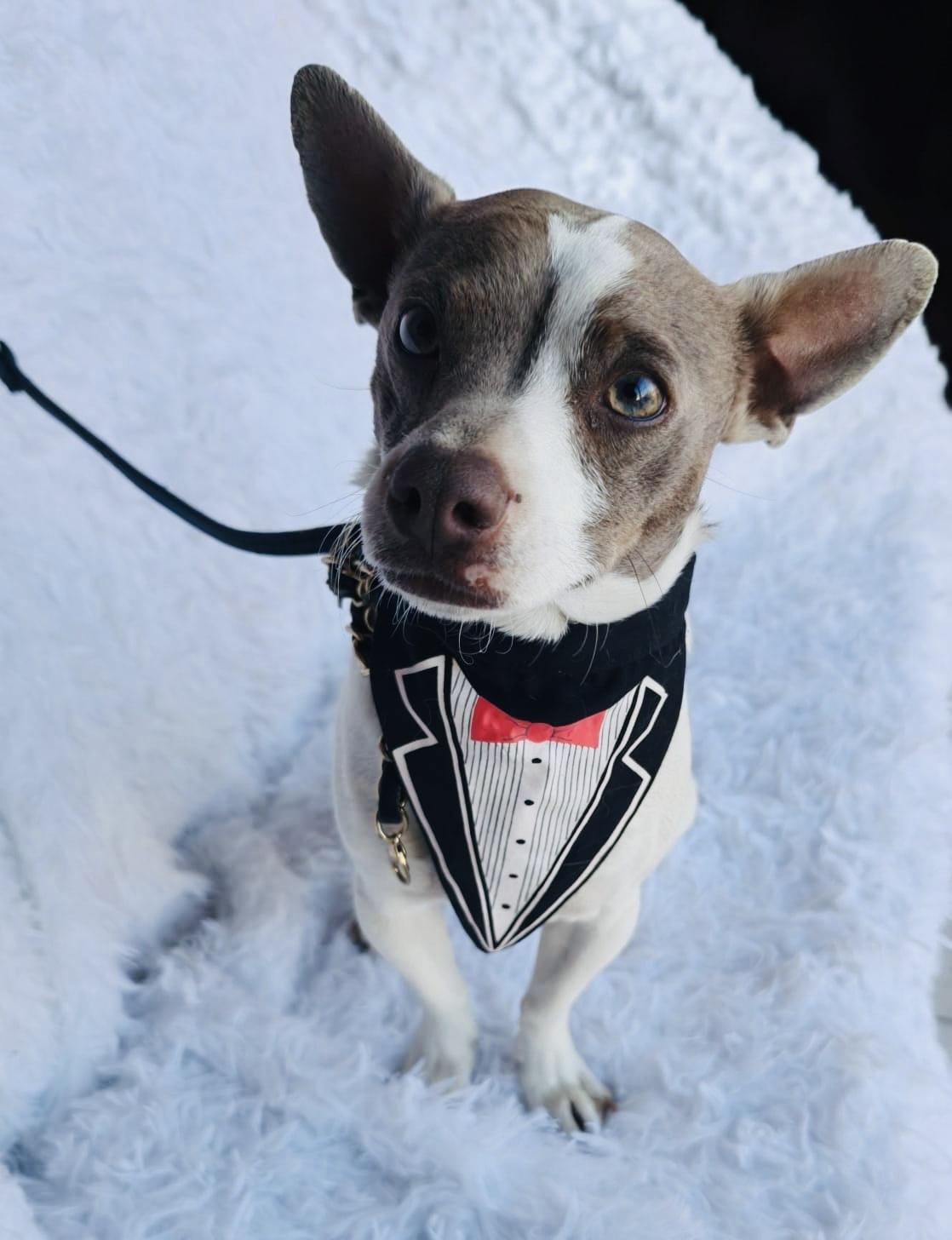 Danny, an adopted mixed breed in Bangor, ME image 5/6