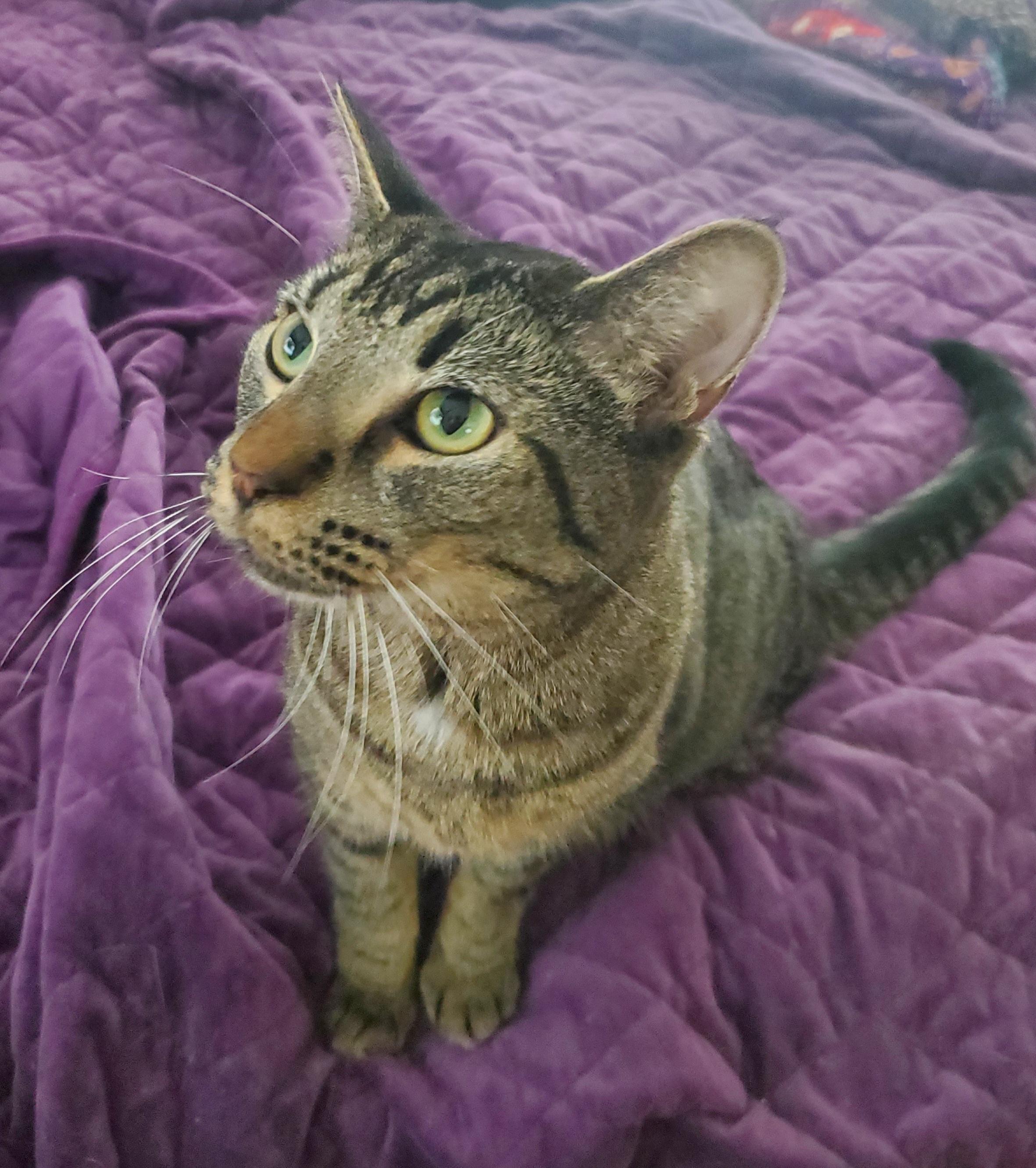Marty, Adopted, Adult Male Tabby & Domestic Short Hair.
