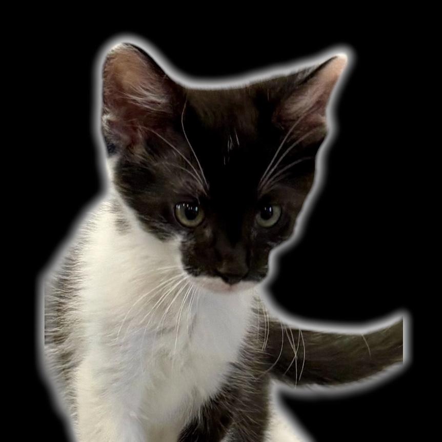 Bandit, adopted, Kitten Male Domestic Short Hair.
