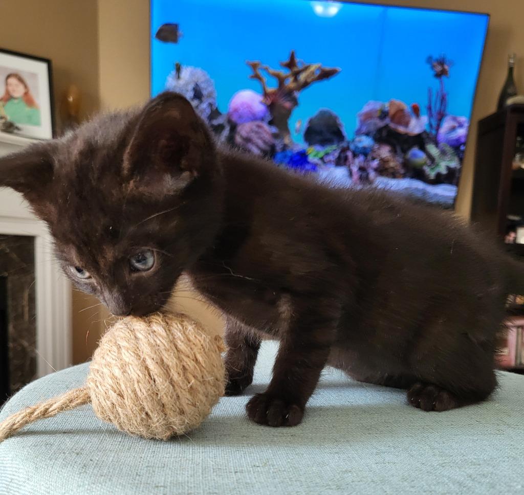 Benson, Adoptable, Young Male Domestic Short Hair.