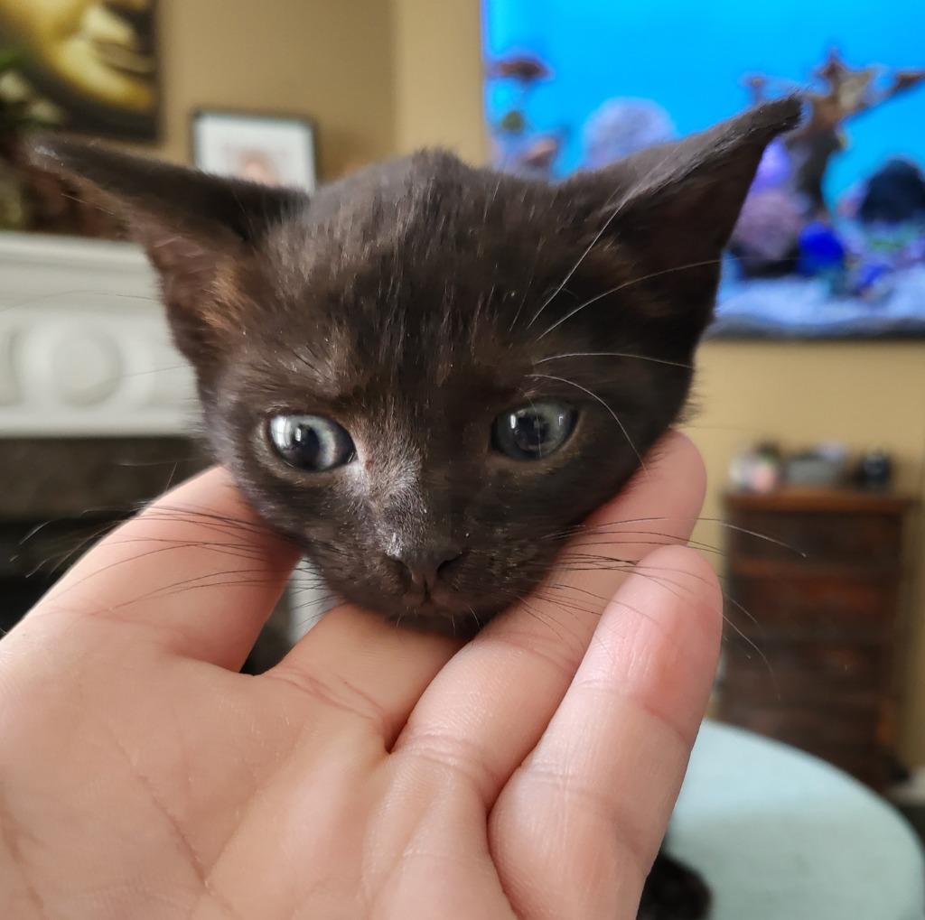 Benson, Adoptable, Young Male Domestic Short Hair.