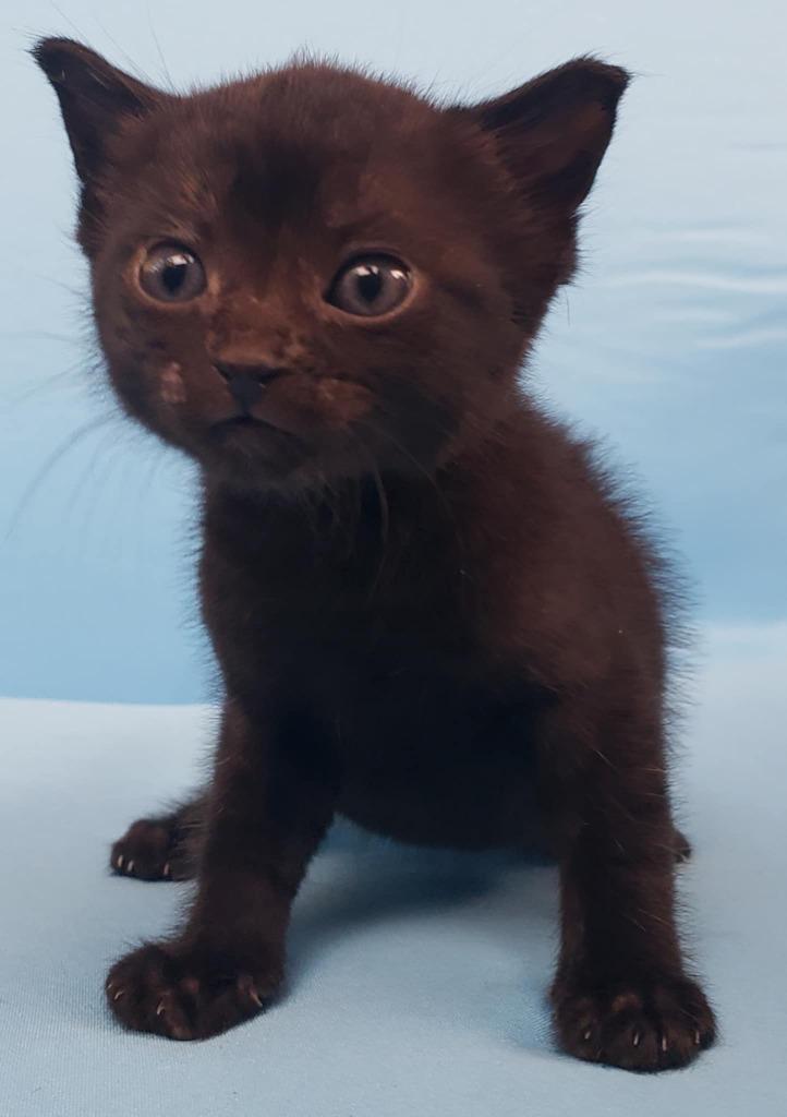 Enlarge Benson, a Adoptable mixed breed in Buford, GA image 4/6