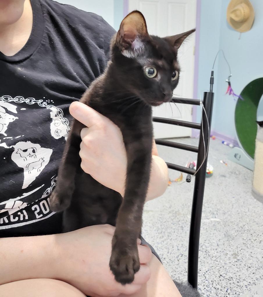 Enlarge Benson, a Adoptable mixed breed in Buford, GA image 6/6