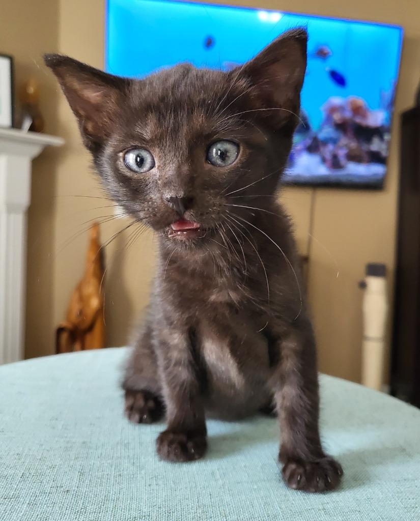 Enlarge Benson, a Adoptable mixed breed in Buford, GA image 3/6